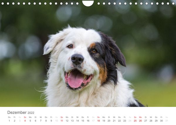 Produktbild: Australian Shepherd 2022 (Wandkalender 2022 DIN A4 quer)