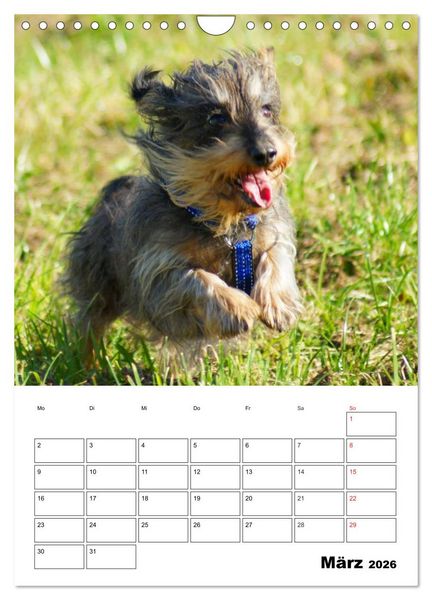 Produktbild: Liebenswerte Zwergrauhaardackel (Wandkalender 2026 DIN A4 hoch), CALVENDO Monatskalender