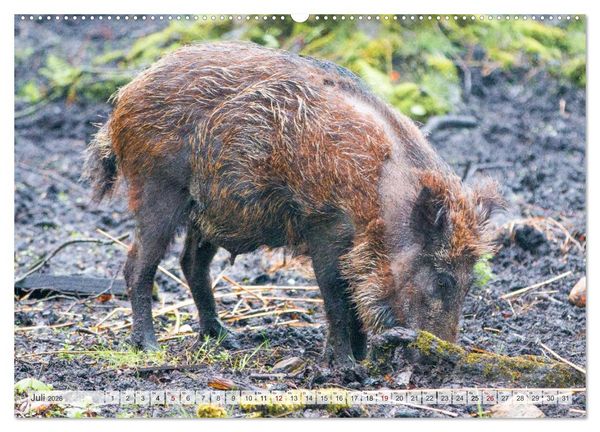 Produktbild: Wildschweine - Im Schatten des Waldes (hochwertiger Premium Wandkalender 2026 DIN A2 quer), Kunstdruck in Hochglanz