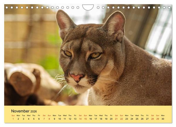 Produktbild: Just Big Cats (Wall Calendar 2026 DIN A4 landscape), CALVENDO 12 Month Wall Calendar