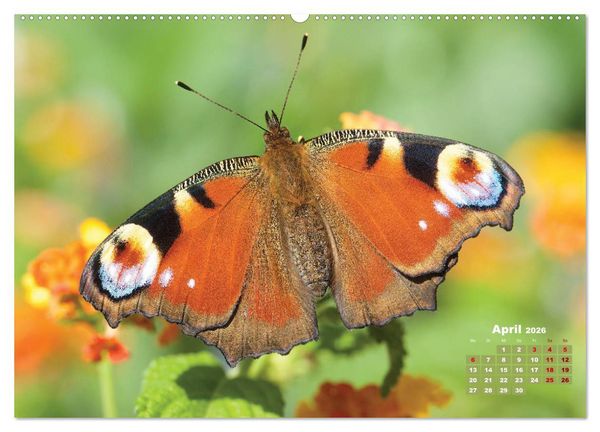 Produktbild: GEOclick Lernkalender: Portr&auml;ts einheimischer Schmetterlinge (hochwertiger Premium Wandkalender 2026 DIN A2 quer), Kunstdruck in Hochglanz