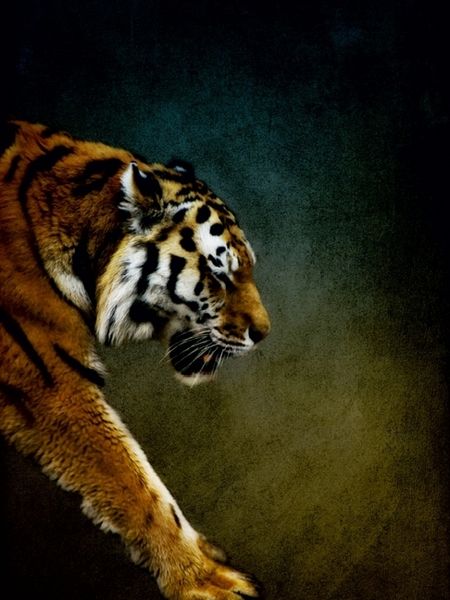 Produktbild: CALVENDO Puzzle Tiger | 1000 Teile Lege-Gr&ouml;&szlig;e 64x48cm Foto-Puzzle f&uuml;r gl&uuml;ckliche Stunden