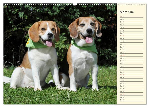 Produktbild: Beagle - Herz auf 4 Pfoten (Wandkalender 2026 DIN A2 quer), CALVENDO Monatskalender