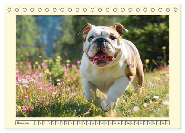 Produktbild: Bulldogs on Tour. Urlaubsreif und schnaufend zum Gipfelgl&uuml;ck (Tischkalender 2026 DIN A5 quer), CALVENDO Monatskalender