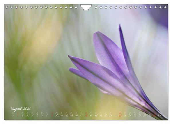 Produktbild: Bl&uuml;tenzauber in meinem Garten (Wandkalender 2026 DIN A4 quer), CALVENDO Monatskalender