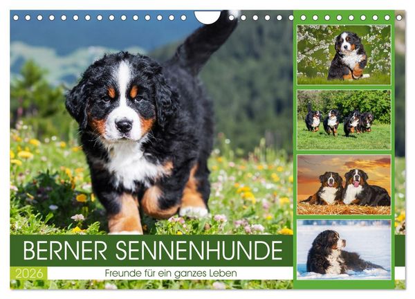 Produktbild: Berner Sennenhunde - Freunde f&uuml;r ein ganzes Leben (Wandkalender 2026 DIN A4 quer), CALVENDO Monatskalender