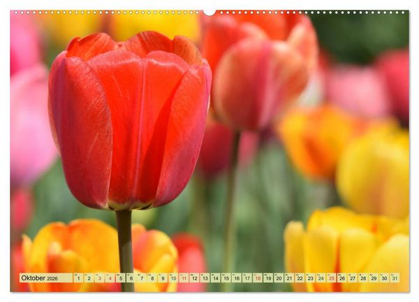 Produktbild: Tulpen. Zauberhafte Bl&uuml;tenpracht (Wandkalender 2026 DIN A2 quer), CALVENDO Monatskalender