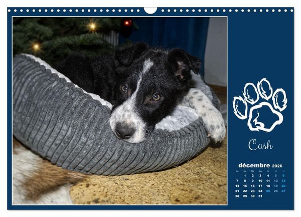 Produktbild: Border collie puppies (Calendrier mural 2026 DIN A3 vertical), CALVENDO calendrier mensuel