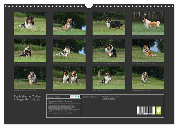Produktbild: Fantastische Collies - Sieger der Herzen (Wandkalender 2026 DIN A3 quer), CALVENDO Monatskalender
