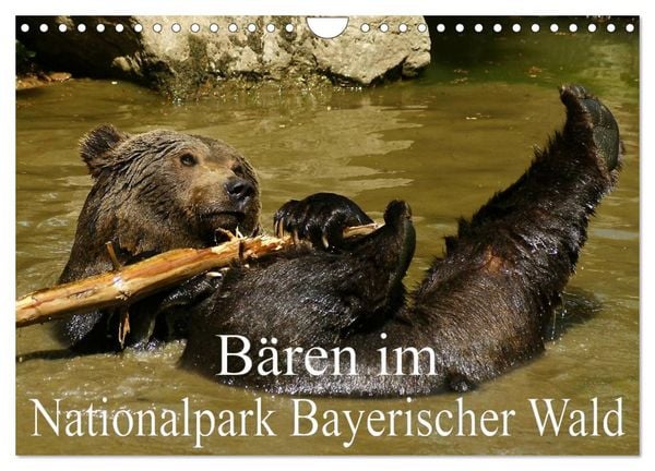 Produktbild: B&auml;ren im Nationalpark Bayerischer Wald (Wandkalender 2026 DIN A4 quer), CALVENDO Monatskalender