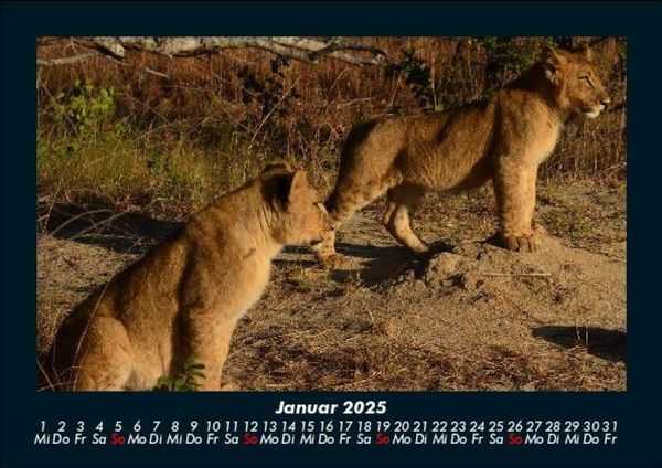 Produktbild: L&ouml;wen in der Wildnis 2025 Fotokalender DIN A5