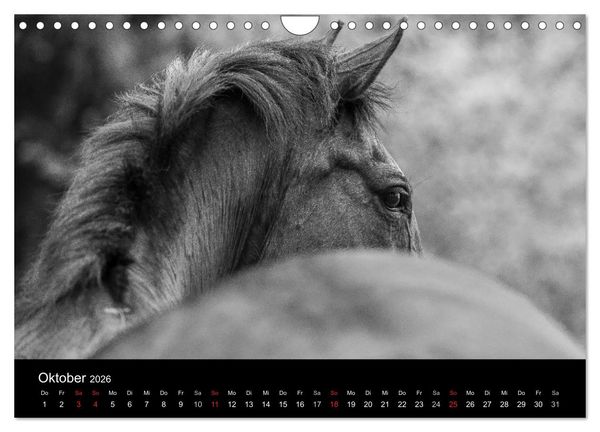 Produktbild: Pferde Tr&auml;ume (Wandkalender 2026 DIN A4 quer), CALVENDO Monatskalender