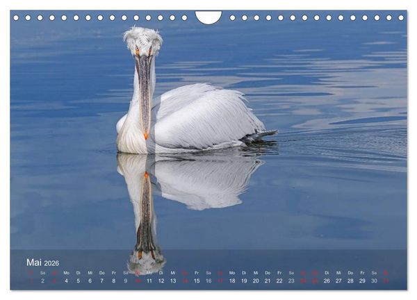 Produktbild: Pelikan-Kalender (Wandkalender 2026 DIN A4 quer), CALVENDO Monatskalender