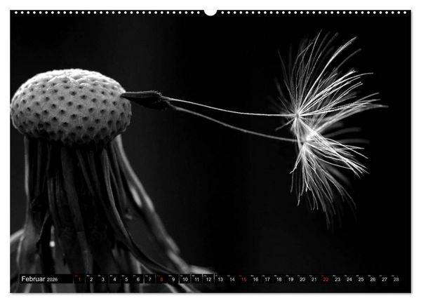 Produktbild: Pusteblume - Impressionen in schwarzwei&szlig; (hochwertiger Premium Wandkalender 2026 DIN A2 quer), Kunstdruck in Hochglanz