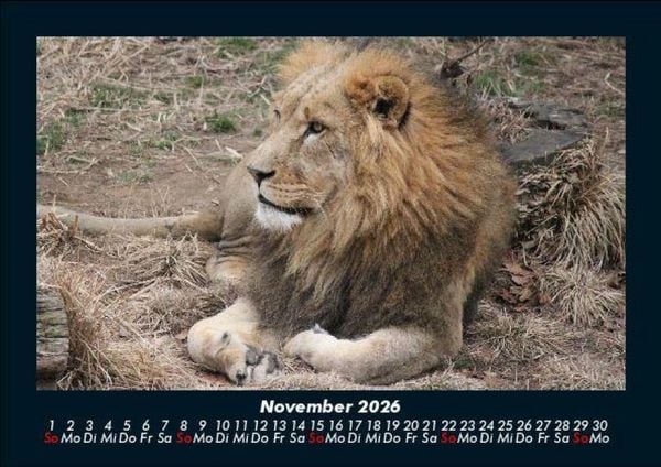 Produktbild: L&ouml;wen in der Wildnis 2026 Fotokalender DIN A5