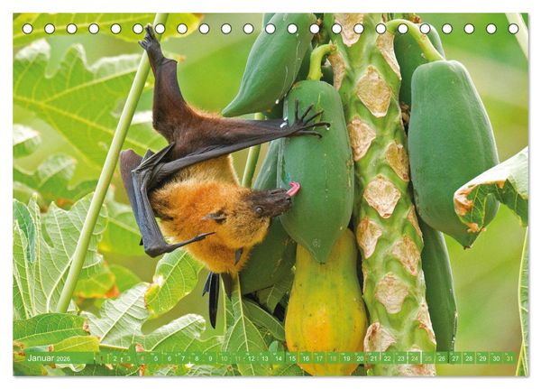 Produktbild: Flughunde: Vegetarische Drachenflieger (Tischkalender 2026 DIN A5 quer), CALVENDO Monatskalender