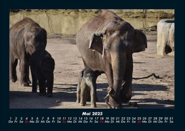 Produktbild: Elefanten - Die sanften Riesen Afrikas 2025 Fotokalender DIN A4