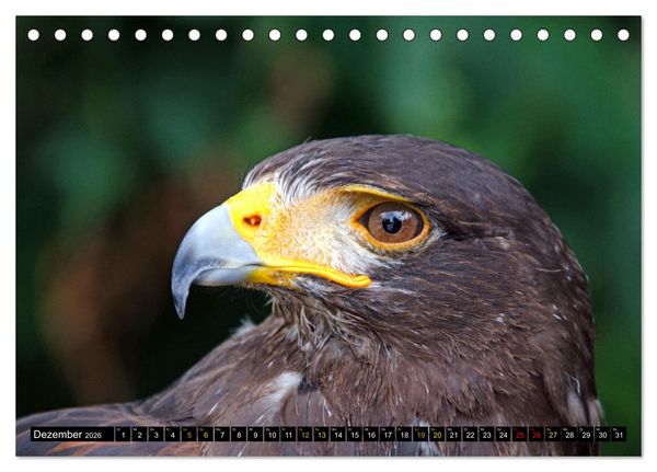 Produktbild: V&ouml;gel im Fokus - Ausdrucksstarke Vielfalt in der Vogelwelt (Tischkalender 2026 DIN A5 quer), CALVENDO Monatskalender