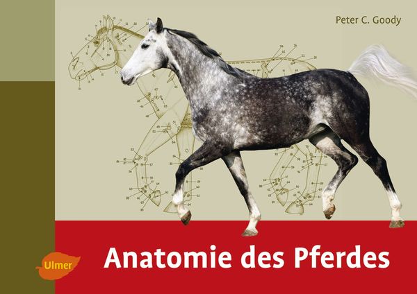 Produktbild: Anatomie des Pferdes