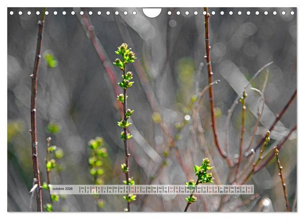 Produktbild: &Eacute;CLORE (Calendrier mural 2026 DIN A4 vertical), CALVENDO calendrier mensuel