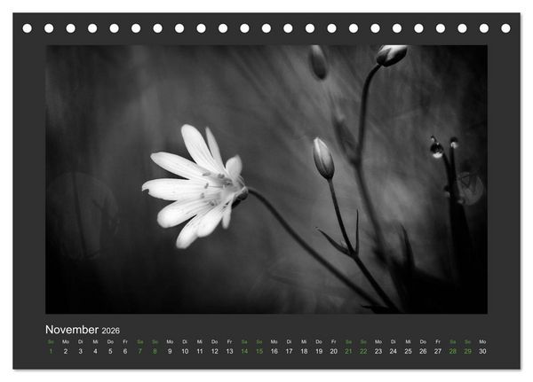Produktbild: Pflanzen in Schwarz und Wei&szlig; (Tischkalender 2026 DIN A5 quer), CALVENDO Monatskalender