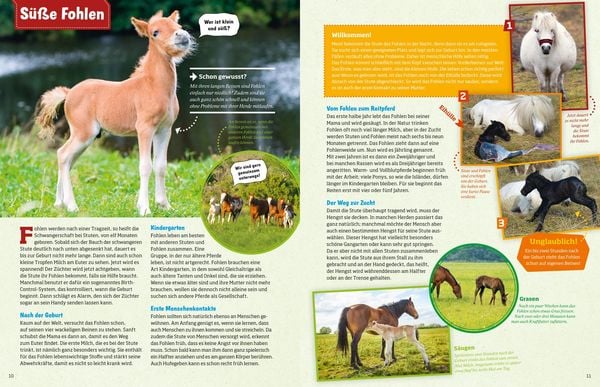 Produktbild: WAS IST WAS Pferde und Ponys