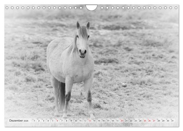 Produktbild: Emotionale Momente: Wei&szlig;e Pferde in schwarzwei&szlig;. (Wandkalender 2026 DIN A4 quer), CALVENDO Monatskalender