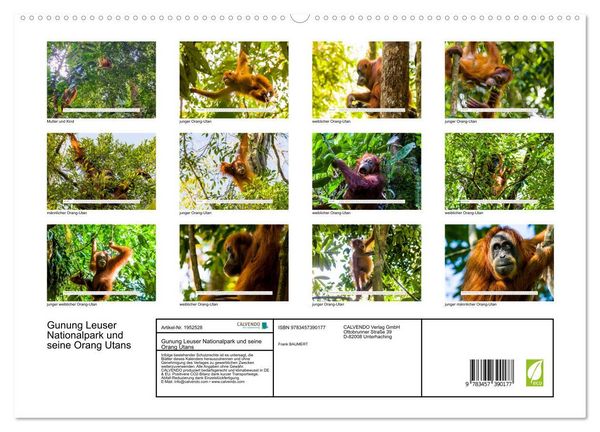 Produktbild: Gunung Leuser Nationalpark und seine Orang Utans (hochwertiger Premium Wandkalender 2026 DIN A2 quer), Kunstdruck in Hochglanz