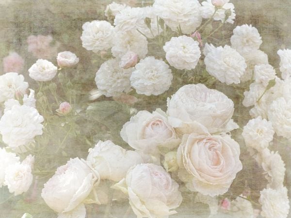 Produktbild: CALVENDO Puzzle Romantische Rosen - Shabby Chic Style | 1000 Teile Lege-Gr&ouml;&szlig;e 64x48cm Foto-Puzzle f&uuml;r gl&uuml;ckliche Stunden