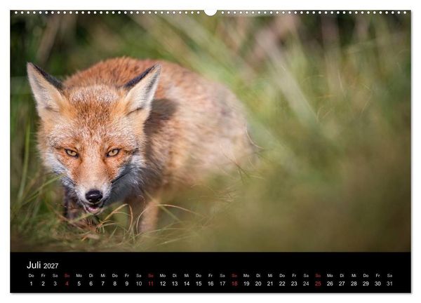 Produktbild: Rotf&uuml;chse (hochwertiger Premium Wandkalender 2027 DIN A2 quer), Kunstdruck in Hochglanz