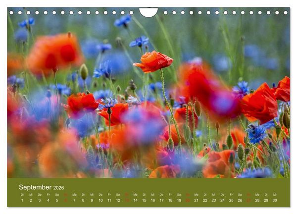 Produktbild: Mohnblumen Romantik (Wandkalender 2026 DIN A4 quer), CALVENDO Monatskalender
