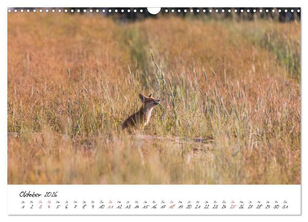 Produktbild: Fuchs entdeckt - im Naturparadies der Mecklenburgischen Seenplatte (Wandkalender 2026 DIN A3 quer), CALVENDO Monatskalender