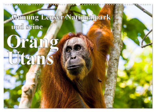 Gunung Leuser Nationalpark und seine Orang Utans (Wandkalender 2026 DIN A2 quer), CALVENDO Monatskalender