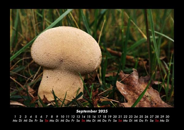 Produktbild: Pilzkalender 2025 Fotokalender DIN A3