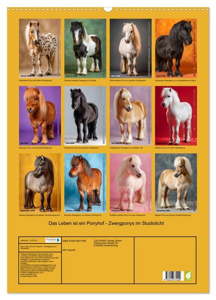 Produktbild: Das Leben ist ein Ponyhof - Zwergponys im Studiolicht (Wandkalender 2026 DIN A2 hoch), CALVENDO Monatskalender
