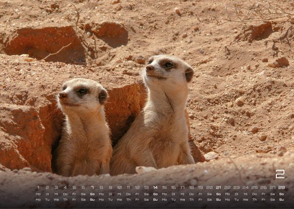 Produktbild: Erdm&auml;nnchen &ndash; Kleine W&auml;chter, gro&szlig;e Abenteuer! - 2027 - Kalender DIN A3
