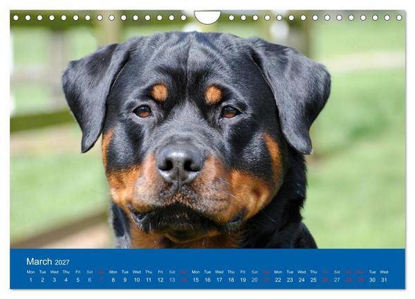 Produktbild: Rottweiler Portait Shots 2027 (Wall Calendar 2027 DIN A4 landscape), CALVENDO 12 Month Wall Calendar