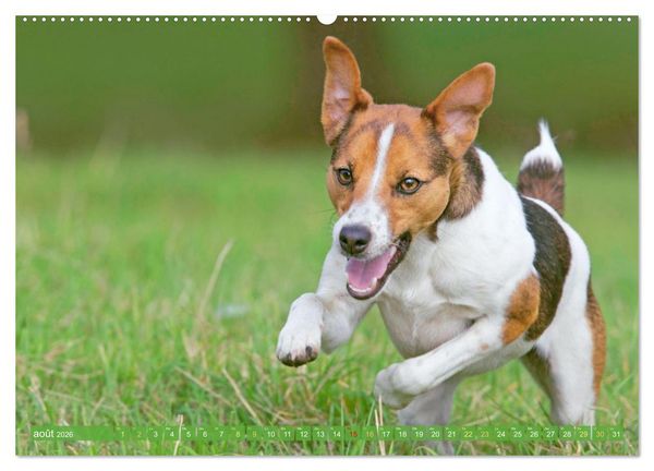 Produktbild: Jack Russell Terrier : vif et joueur (Calendrier mural 2026 DIN A2 vertical) calendrier de bureau