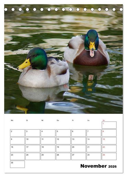 Produktbild: Liebenswerte Enten (Tischkalender 2026 DIN A5 hoch), CALVENDO Monatskalender