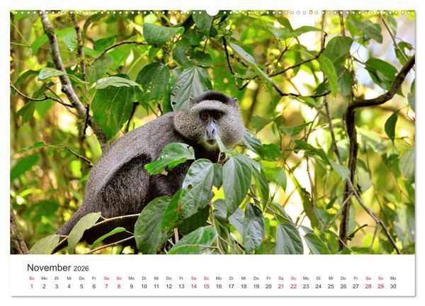 Produktbild: Kenia - Ein Land wie Afrika (Wandkalender 2026 DIN A2 quer), CALVENDO Monatskalender