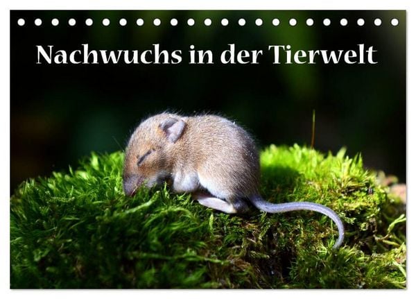 Produktbild: Nachwuchs in der Tierwelt (Tischkalender 2026 DIN A5 quer), CALVENDO Monatskalender