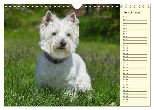 Produktbild: Kobold auf 4 Pfoten - West Highland White Terrier (Wandkalender 2026 DIN A4 quer), CALVENDO Monatskalender