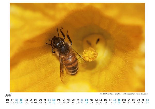 Produktbild: Bienen sammeln Bl&uuml;tenstaub