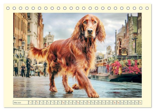 Produktbild: Irish Red Setter. Wo noble Eleganz auf Tatendrang trifft (Tischkalender 2026 DIN A5 quer), CALVENDO Monatskalender