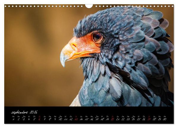 Produktbild: FACES DE RAPACES (Calendrier mural 2026 DIN A3 vertical), CALVENDO calendrier mensuel