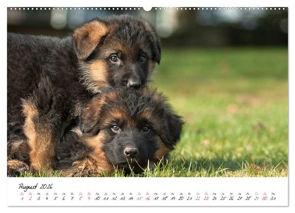 Produktbild: Deutscher Sch&auml;ferhund - Welpen / CH-Version (Wandkalender 2026 DIN A2 quer), CALVENDO Monatskalender