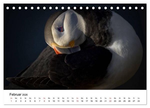 Produktbild: Papageitaucher: Puffin - Lundi - Fratercula arctica (Tischkalender 2026 DIN A5 quer), CALVENDO Monatskalender