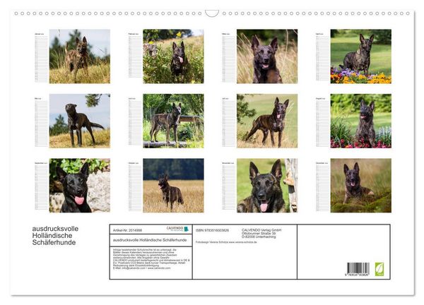 Produktbild: ausdrucksvolle Holl&auml;ndische Sch&auml;ferhunde (Wandkalender 2026 DIN A2 quer), CALVENDO Monatskalender