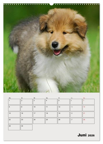 Produktbild: Collies - Freunde f&uuml;r&acute;s Leben (hochwertiger Premium Wandkalender 2026 DIN A2 hoch), Kunstdruck in Hochglanz