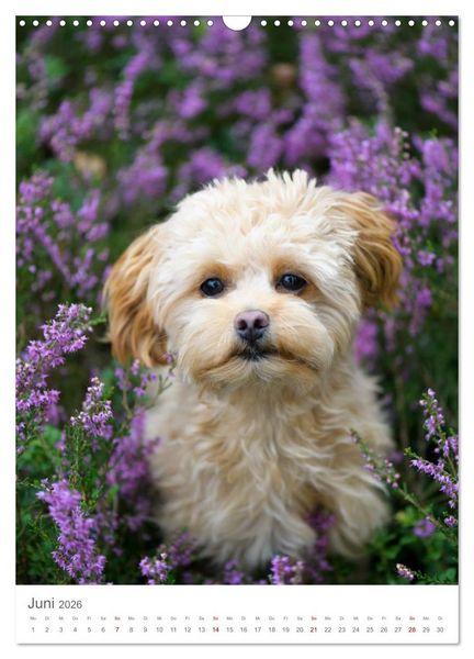 Produktbild: Maltipoo - Malteser - Pudel 2026 (Wandkalender 2026 DIN A3 hoch), CALVENDO Monatskalender